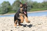 BERGER ALLEMAND 103